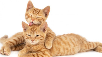 Pemilik Ratusan Kucing Terlantar di Ruko Kosong Surabaya Diberi Waktu 1x24 Jam atau Kucing Diadopsikan