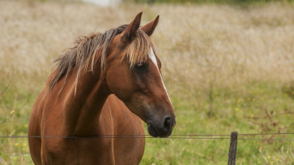 Mengenal Virus Hendra, Berikut Gejala dan Cara Pencegahannya