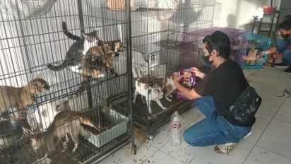 Menunggu Diadopsi, 135 Kucing yang Ditelantarkan Pemiliknya di Surabaya Segera Dievakuasi