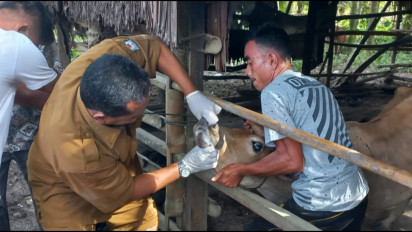 Sebanyak 40 Sapi di Aceh Suspek PMK, Warga Diminta Kandangkan Ternaknya