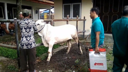 Hewan Ternak Masuk Pasar di Banyumas, Wajib Miliki SKKH
