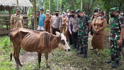 Cegah Penyebaran PMK,  Lembu Tidak Boleh Keluar Masuk Sumut  