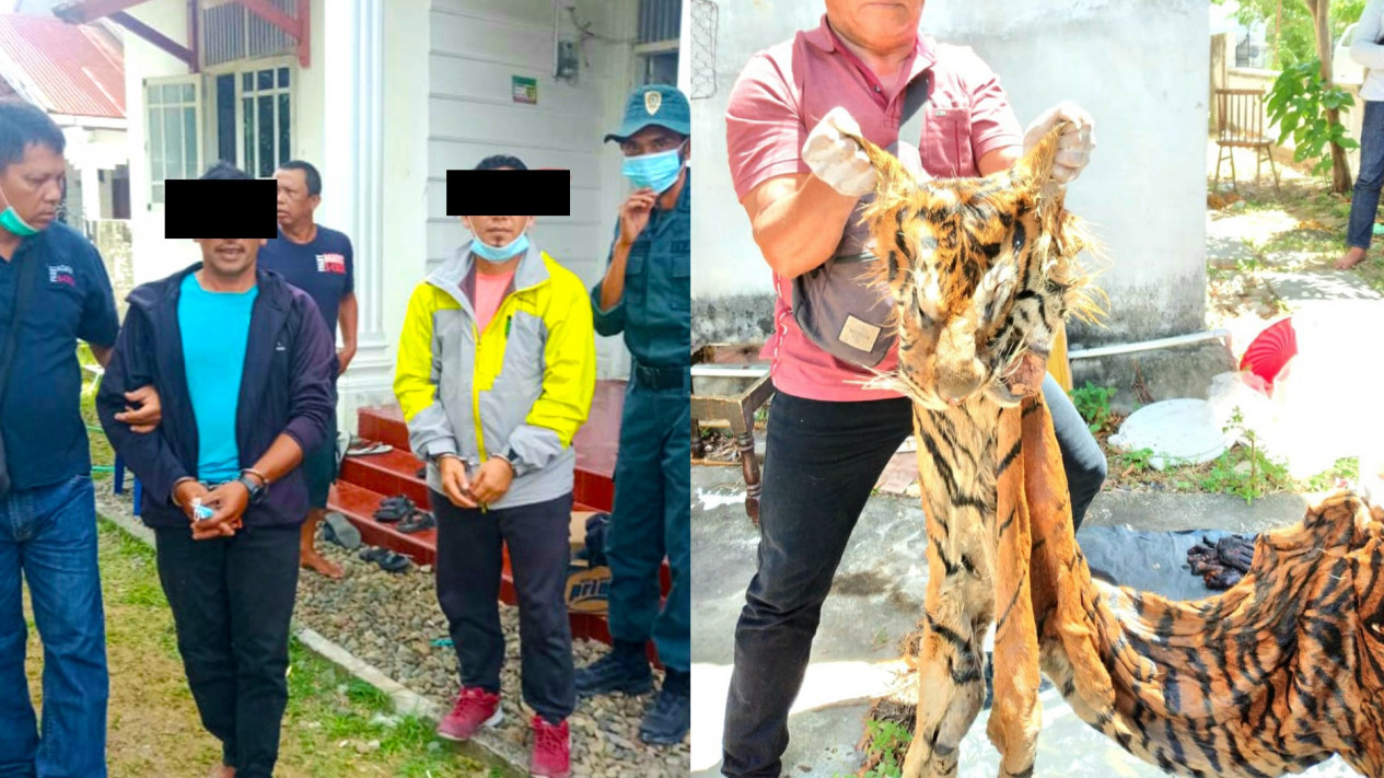 Diduga Terlibat Perdagangan Kulit Harimau, Mantan Bupati Bener Meriah Dikenakan Wajib Lapor
            - galeri foto