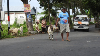 Dampak Penutupan Pasar Hewan Lumajang, Pedagang Kambing 'Keleleran' di Jalanan
