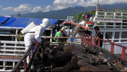 289 Ekor Sapi Bali Dikirim ke Jakarta Lewat Jalur Laut, Akibat Ditutupnya Lalu Lintas Hewan di Jawa Timur