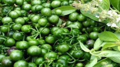 Manfaat Dahsyat Leunca untuk Kesehatan, Asam urat, Encok, Rematik, Kanker Bisa Sembuh