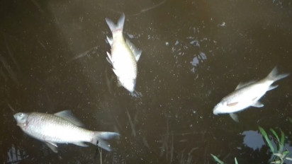 Diduga Tercemar Limbah Kelapa Sawit, Ribuan Ikan Mati di Sungai Trang Nagan Raya