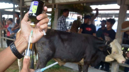 Kementan Mulai Produksi Vaksin PMK untuk Hewan Ternak
