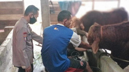 40 Lebih Ternak di Kendal Terdeteksi PMK, Petugas Suntikkan Antibiotik dan Vitamin