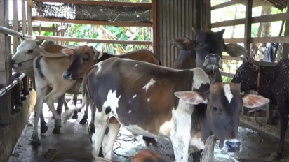 Enam Sapi di Aceh Diduga Terjangkit PMK, Warga Diminta Tak Lepas Hewan Ternak