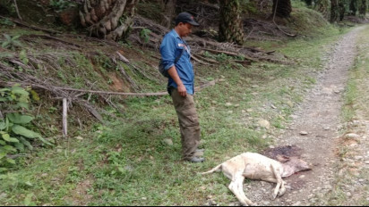 Lagi, Kawanan Harimau Teror Warga di Langkat Sumatera Utara