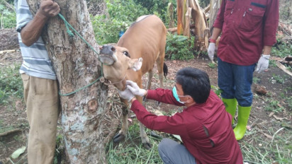 Puluhan Sapi dan Kambing di Lahat Terserang PMK