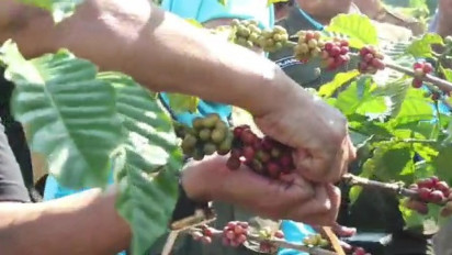 Petani Kopi Di Sukamakmur Kabupaten Bogor Panen Raya Kopi Robusta Hingga 20 Ton