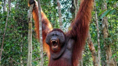 Viral Orang Utan di Kalimantan Tengah Ini Ternyata Jago Koprol, Ini Cuplikan Videonya