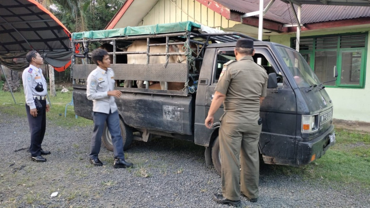 Cegah PMK, Mukomuko Tolak Hewan Ternak dari Luar Provinsi Bengkulu
            - galeri foto