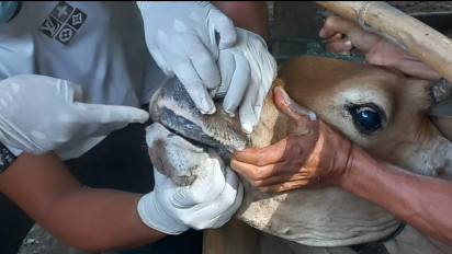 Wabah PMK Terus Meluas, Sudah 341 Sapi Terjangkit di Aceh Barat