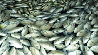 OMG! Puluhan Ton Ikan di Waduk Darma Kuningan Mendadak Mati