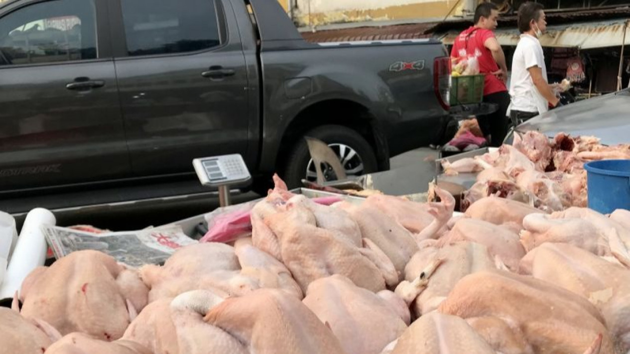 Malaysia Berlakukan Larangan Ekspor Ayam, Ada Apa?
            - galeri foto