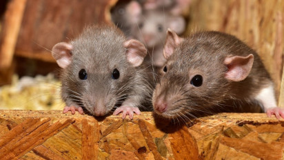 Kemenkes Ambil Swab Tikus di Cilandak yang Diduga Sebabkan Virus Zoonosis