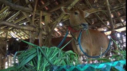 Ratusan Sapi Ternak di Sampang, Madura, Terindikasi Terserang Penyakit Mulut dan Kuku (PMK)