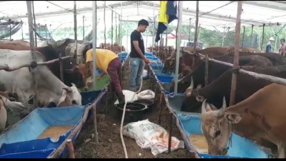 Krisis Hewan Kurban, Pemko Batam Usulkan Sistem Pengiriman Terpadu