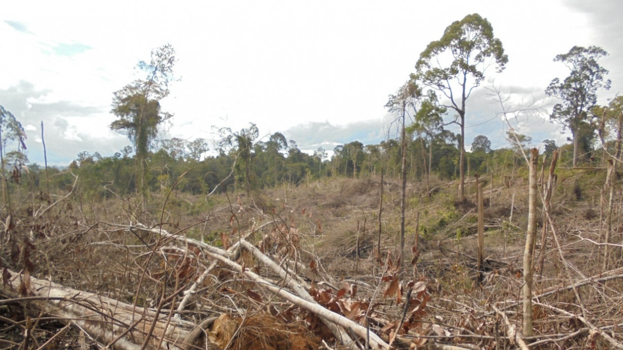 Jual Beli Ilegal Ribuan Hektar Tanah di Kawasan Hutan Mukomuko 
            - galeri foto
