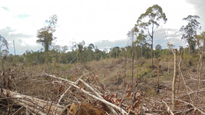 Jual Beli Ilegal Ribuan Hektar Tanah di Kawasan Hutan Mukomuko 