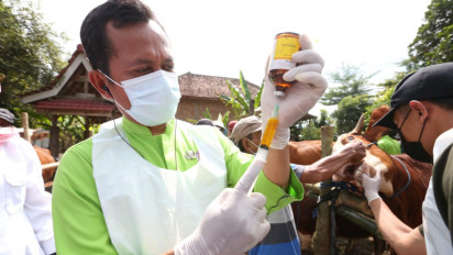 Wabah Penyakit Mulut dan Kuku Masuk Banyuwangi, Ternak di 9 Kecamatan Terjangkit PMK