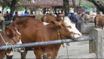PMK Meluas, AFKHI Beberkan Cara Tanggulangi Wabah saat Idul Adha