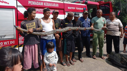 Damkar Tangkap Ular 3,5 Meter Pemakan Unggas Warga