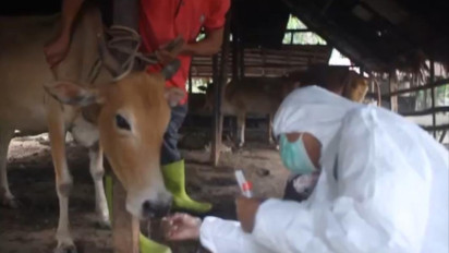 61 Ternak Terjangkit PMK, Balai Veteriner Medan Ambil Sampel di Aceh Barat Daya