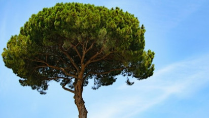 Diperingati Setiap 5 Juni, Begini Sejarah Hari Lingkungan Hidup Sedunia, Ternyata Dimulai dari Acara Ini