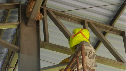 Membahayakan, Petugas Damkar Evakuasi Sarang Tawon di Atap Aula Sekolah Setinggi 25 Meter