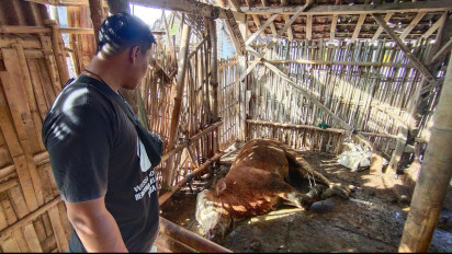 Angka Kematian Sapi Akibat Wabah PMK di Lumajang Terus Bertambah, Peternak Pasrah