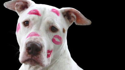 Pria di Gresik Viral Kawin dengan Kambing, 5 Orang Ini Juga Kawin dengan Hewan, Ada yang Kawini Anjing hingga Kodok