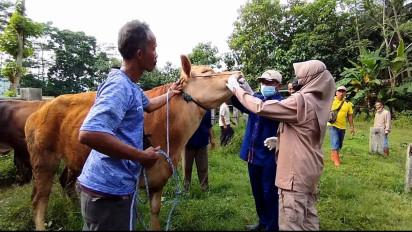 Hasil Uji Laboratorium, Puluhan Hewan Ternak di Pacitan Suspek PMK