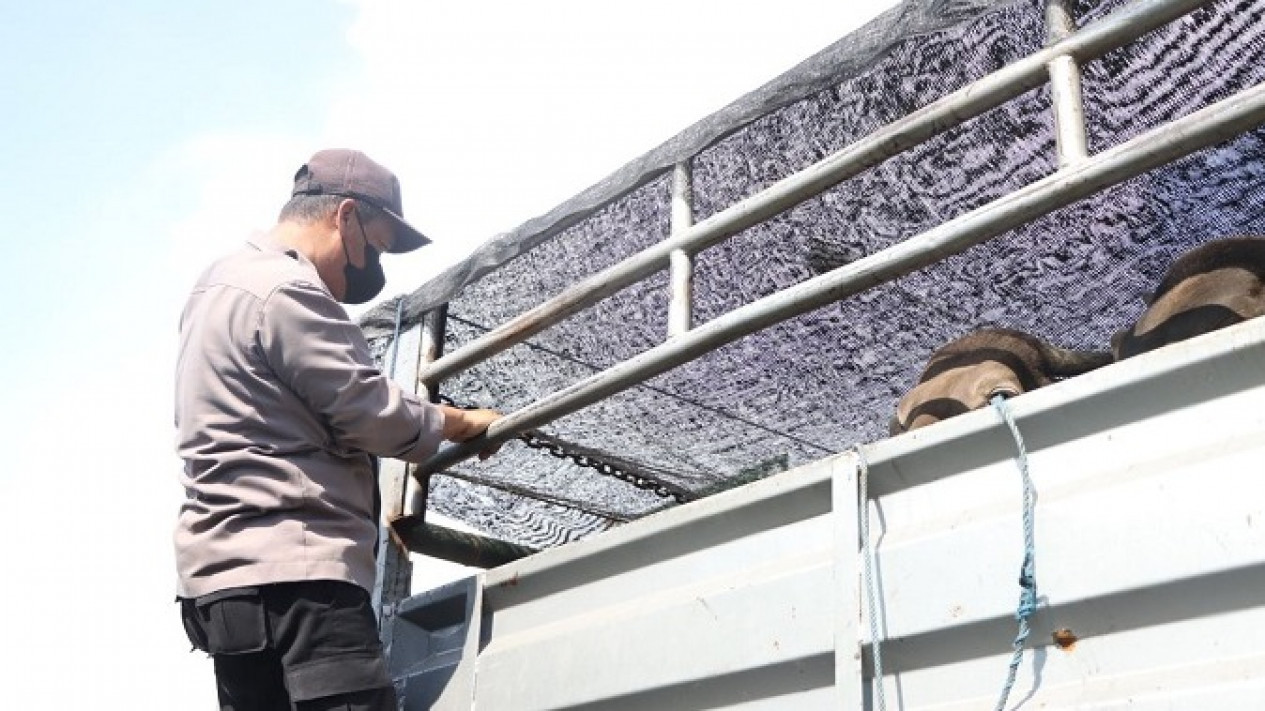 Aksi Personel TNI dan Polri Sweeping Truk di Banyuwangi, Cari Sapi Pengidap PMK
            - galeri foto