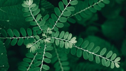 Khasiat Daun Meniran hingga Bawang Putih Bagi Kesehatan Hati