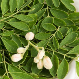 Ini 6 Manfaat Daun Kelor, Berkhasiat untuk Kecantikan Hingga Obat Kanker