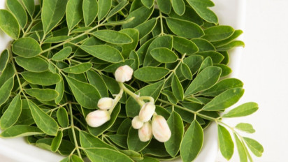 Ini 6 Manfaat Daun Kelor, Berkhasiat untuk Kecantikan Hingga Obat Kanker