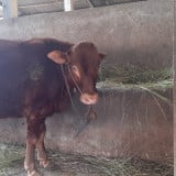 Pedagang yang Jual Sapi Glonggongan Bakal Ditindak, Masyarakat Diimbau Teliti Sebelum Beli Hewan Kurban