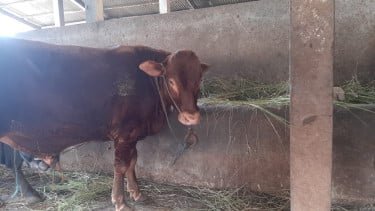 Pedagang yang Jual Sapi Glonggongan Bakal Ditindak, Masyarakat Diimbau Teliti Sebelum Beli Hewan Kurban