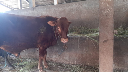 Pedagang yang Jual Sapi Glonggongan Bakal Ditindak, Masyarakat Diimbau Teliti Sebelum Beli Hewan Kurban