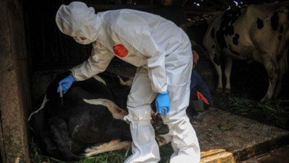 Pemerintah Akan Impor Tiga Juta Dosis Vaksin PMK Buatan Prancis pada Minggu Kedua Juni