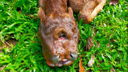 Bikin Geger! Sapi Limosin Bermata Tiga Lahir di Sinjai, Warga Kaitkan dengan Simbol Dajjal
