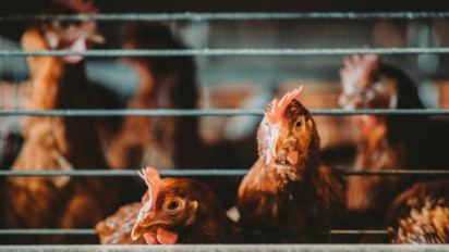 Walau Masih Fluktuatif, Kementan Dukung Ekspor Daging Ayam Ras Ke Singapura