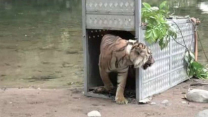 BBKSDA Sumut dan BBTNKS Lepasliarkan Dua Harimau Sumatera di Jambi