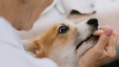 Kasus Rabies di Sumbawa Barat Terkendali, Tetapi Status KLB Belum Dicabut