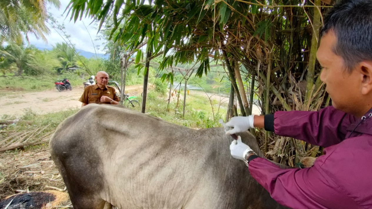 Kasus PMK Meluas di Madina, Dinas Pertanian Mulai Kehabisan Stok Obat
            - galeri foto