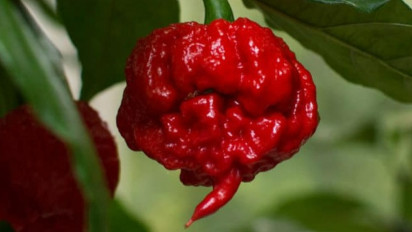 5 Cabai Terpedas di Dunia, Salah Satunya Jadi Bahan Keripik yang Sempat Dimakan Irfan Hakim